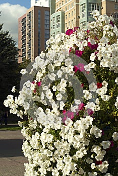 Red and white petunias in an urban environment