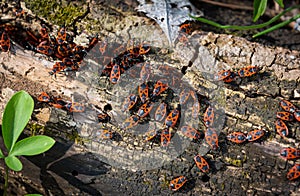 Group of red wood bugs