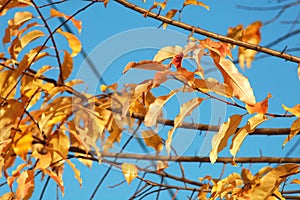 Group of red and yellow colorful leaves of cherry-bird tree and bare branches on the background of deep blue sky.