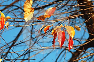 Group of red and yellow colorful leaves of cherry-bird tree and bare branches on the background of deep blue sky.