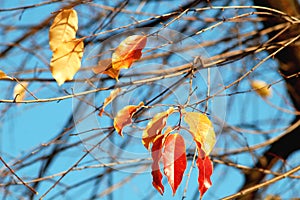 Group of red and yellow colorful leaves of cherry-bird tree and bare branches on the background of deep blue sky.