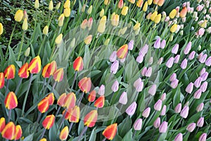 A group of red, yellow, lilac tulips with green leaves in a city park. Spring bright flowers. Beautiful natural background