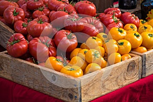 Group of red and yellow tomatoes at a farmer`s market