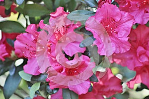 Group of reddish pink flowers in Spring sun.