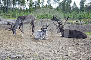 A group of reindeer grazes in the forest-tundra of Siberia