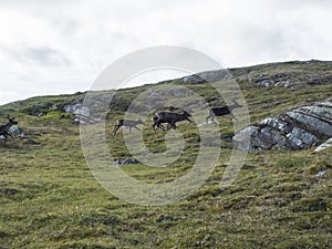 Group of reindeers runnig in arctic tundra grass, hill and rocks. Reindeer in wild in natural environment at Lapland