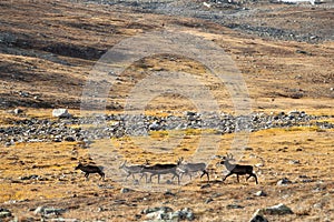 Group of reindeers running in mountains at sunny day. Golden autumn.