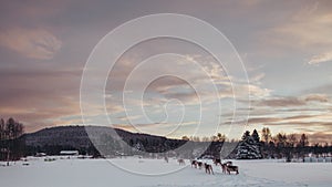 Reindeers walking on a field