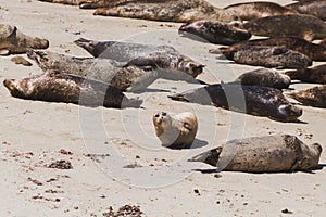 Group of Relaxing Harbor Seals Resting on the Sandy Beach