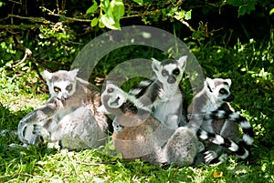 Group of relaxing lemus photo