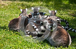 Group of relaxing lemus photo