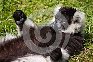 Group of relaxing lemus photo