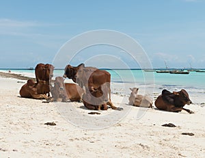 Gruppo da sta riposando marrone mucche sul sabbioso Spiaggia 