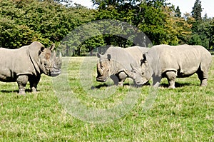 Group of rhino