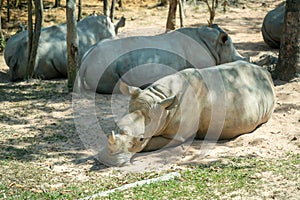 Group of Rhino living in Phu Quoc Safari zoo in Vietnam