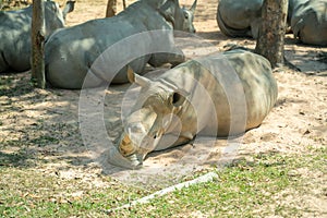 Group of Rhino living in Phu Quoc Safari zoo in Vietnam