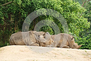 The group rhinoceros