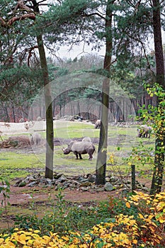 Group of rhinos grazing on the meadow in the zoo