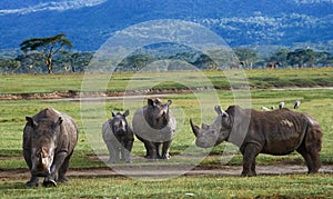 Group of rhinos in the national park. Kenya. National Park. Africa. photo