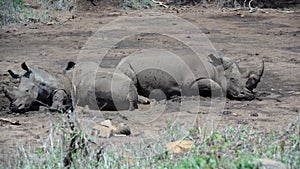 Group rhinos sleeping in a dry waterpool