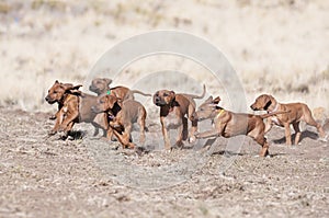 Group of Rhodesian ridgeback puppies at the age of 8 weeks running so fast together