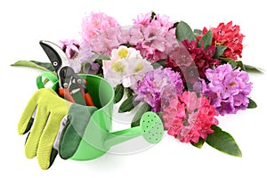 Group of Rhododendron flowerheads with gardening utensiles