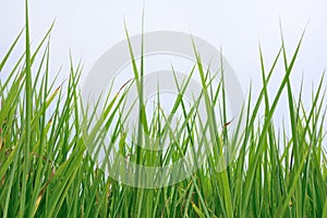 Group of Rice field with blue sky background