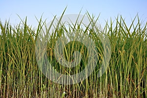 Group of Rice plant, Rice field with blue sky background