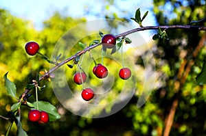 Group of rich cherries on offshoot of a plant