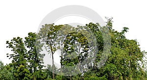 A group of rich green trees High resolution on white background