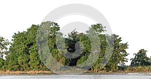 A group of rich green trees High resolution on white background.