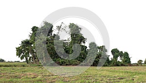 A group of rich green trees High resolution on white background.