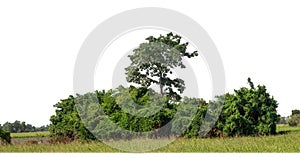 A group of rich green trees High resolution on white background.