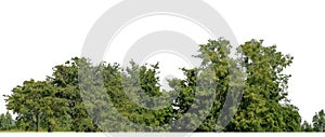 A group of rich green trees High resolution on white background