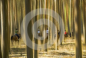 Group of riders amidst blurred trees
