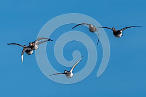 Group of Ring-necked Ducks and Redheads in Flight