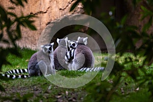 Group of ring-tailed lemur resting seen among trees in Madagasacar. Lemur catta Lemuridae