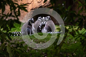 Group of ring-tailed lemur resting seen among trees in Madagasacar. Lemur catta Lemuridae