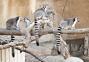 Group of Ring Tailed Lemurs