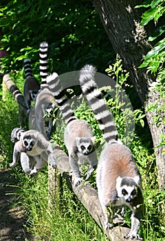 Group of ring-tailed lemurs ambling along a fallen tree trunk in their natural habitat