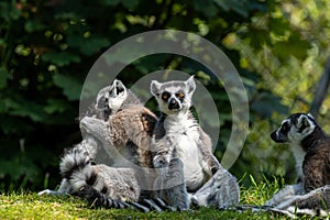 A group of ring-tailed lemurs, Lemur catta. A large strepsirrhine primate at Jersey zoo