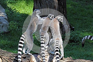 Group of ring-tailed lemurs (Lemur catta) on a log