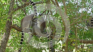 Group of Ring-tailed lemurs Lemur catta sitting on tree, jumping over branches, in their natural habitat Madagascar forest