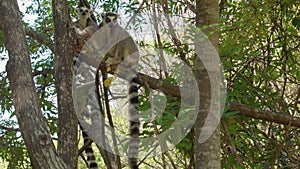 Group of Ring-tailed lemurs Lemur catta sitting on tree, jumping over branches, in their natural habitat Madagascar forest