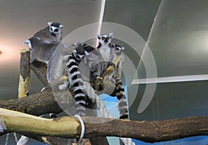 A group of ring tailed lemurs Lemur catta sleeping on a tree. A group of cute sleepy lemurs with closed eyes. Ring