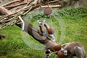 Group of ring-tailed lemurs select the best and tastiest stalks of grass to eat. Lemur catta - lunch time. the most recognized