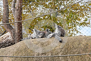 Group of ring tailed lemurs sitting on a stone