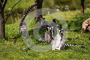 Group of Ring-tailed lemurs sitting and walking over green grass