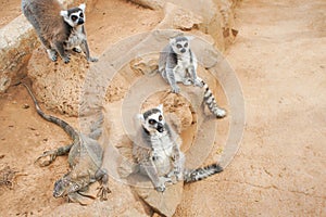 Group of ring tailed Maki Catta lemurs with big orange eyes. Madagascar lemurs