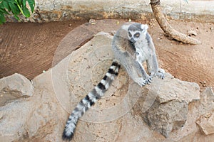 Group of ring tailed Maki Catta lemurs with big orange eyes. Madagascar lemurs